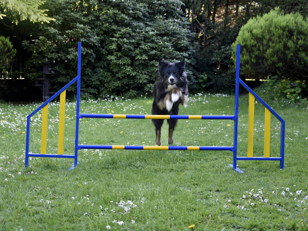 Agility Hürde Hunde PROFI-Training FCI konform Hunde Hürden Hundesport Dog